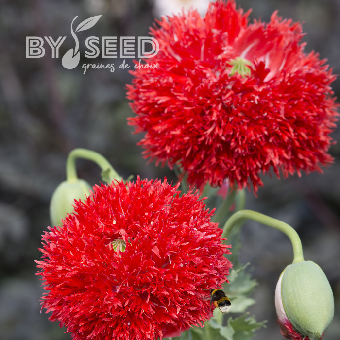 Pavot annuel Laciniatum Scarlet