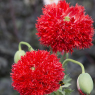 Pavot annuel Laciniatum Scarlet