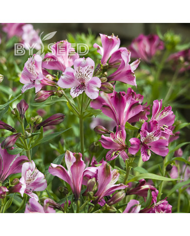 Alstroemère Dévotion