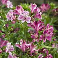 Alstroemère Dévotion