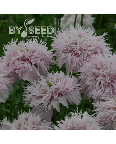 Pavot annuel Lilac Pompom