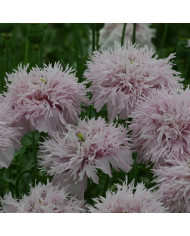 Pavot annuel Purple Peony