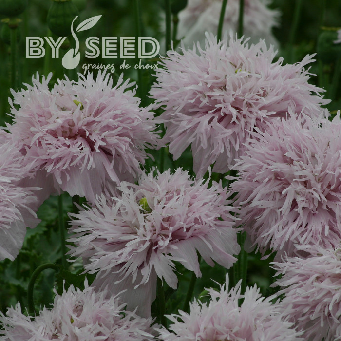 Pavot annuel Lilac Pompom