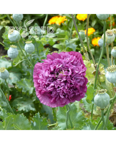 Pavot annuel Purple Peony