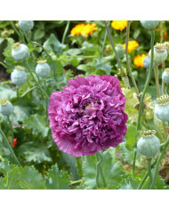 Pavot annuel Lilac Pompom