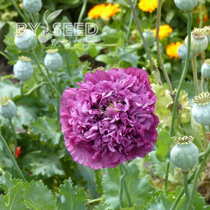 Pavot annuel Purple Peony