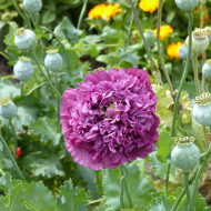 Pavot annuel Purple Peony
