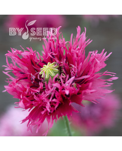 Pavot annuel Rose Feathers