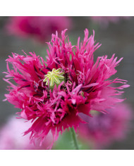 Pavot annuel Purple Peony