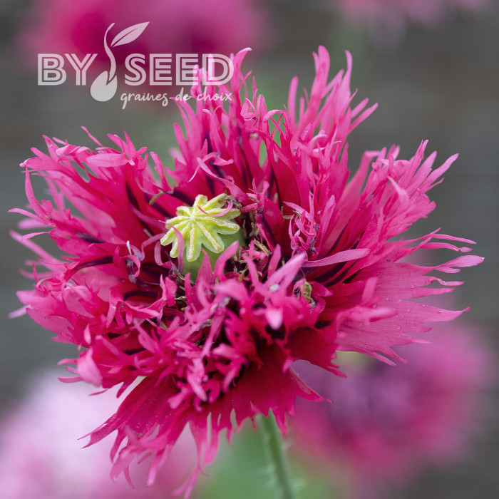 Pavot annuel Rose Feathers