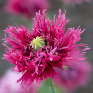 Pavot annuel Rose Feathers