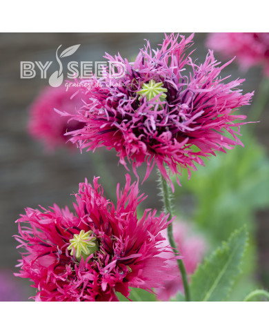 Pavot annuel Rose Feathers