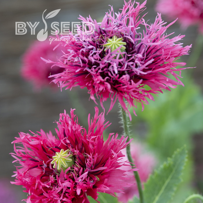 Pavot annuel Rose Feathers