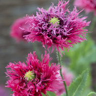 Pavot annuel Rose Feathers