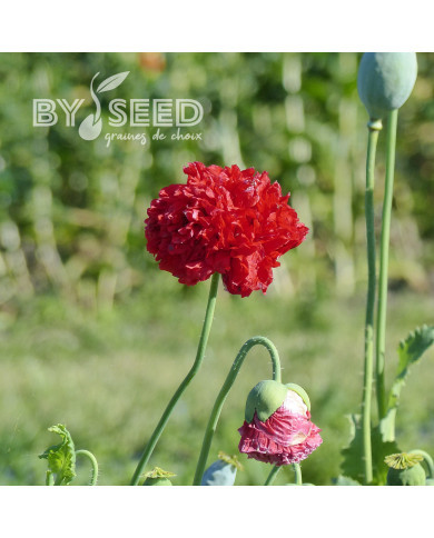 Pavot annuel Scarlet Red Peony