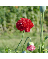 Pavot d'Orient Brillant