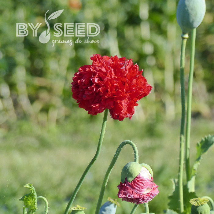 Pavot annuel Scarlet Red Peony