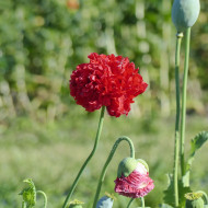 Pavot annuel Scarlet Red Peony