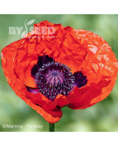 Pavot d'Orient Brillant