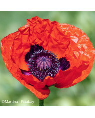 Pavot d'Orient Pizzicato (graines enrobées)