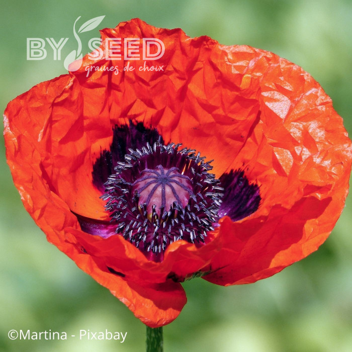 Pavot d'Orient Brillant