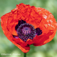 Pavot d'Orient Brillant