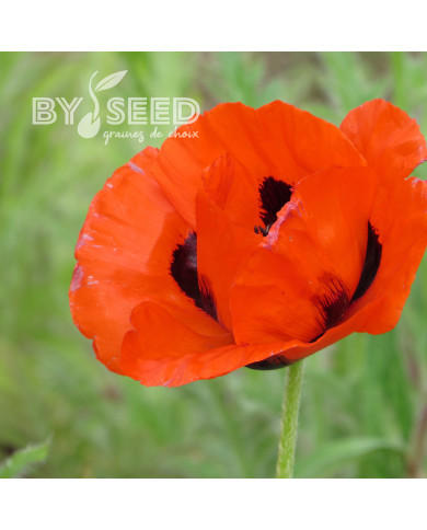 Pavot d'Orient Brillant