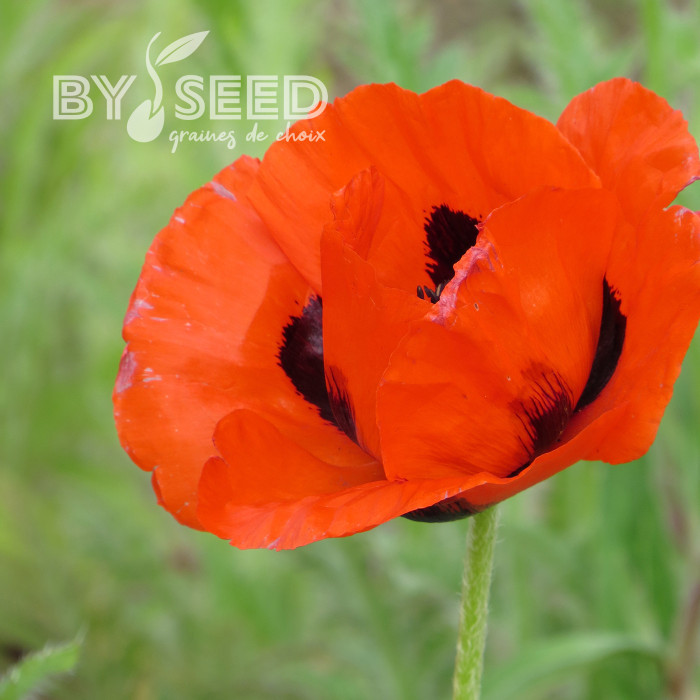 Pavot d'Orient Brillant