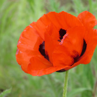 Pavot d'Orient Brillant