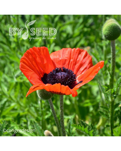 Pavot d'Orient Brillant