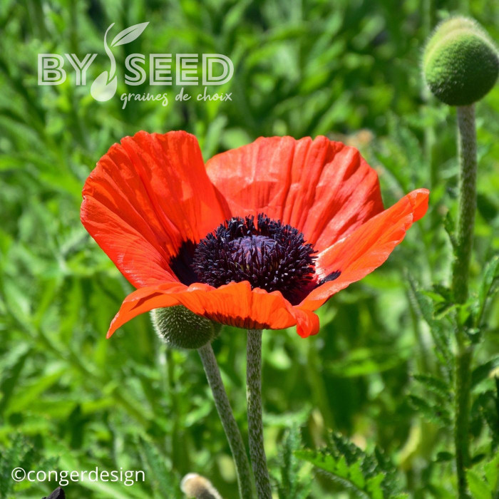 Pavot d'Orient Brillant