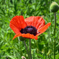 Pavot d'Orient Brillant