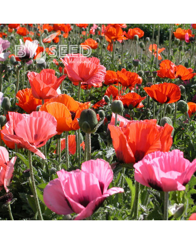 Pavot d'Orient Pizzicato (graines enrobées)