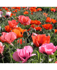 Pavot d'Orient Brillant