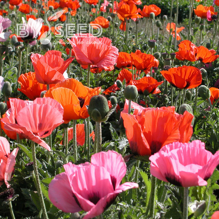 Pavot d'Orient Pizzicato (graines enrobées)