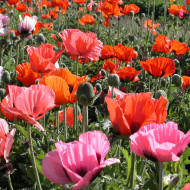 Pavot d'Orient Pizzicato (graines enrobées)