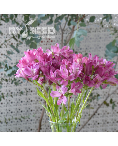 Alstroemère Dévotion