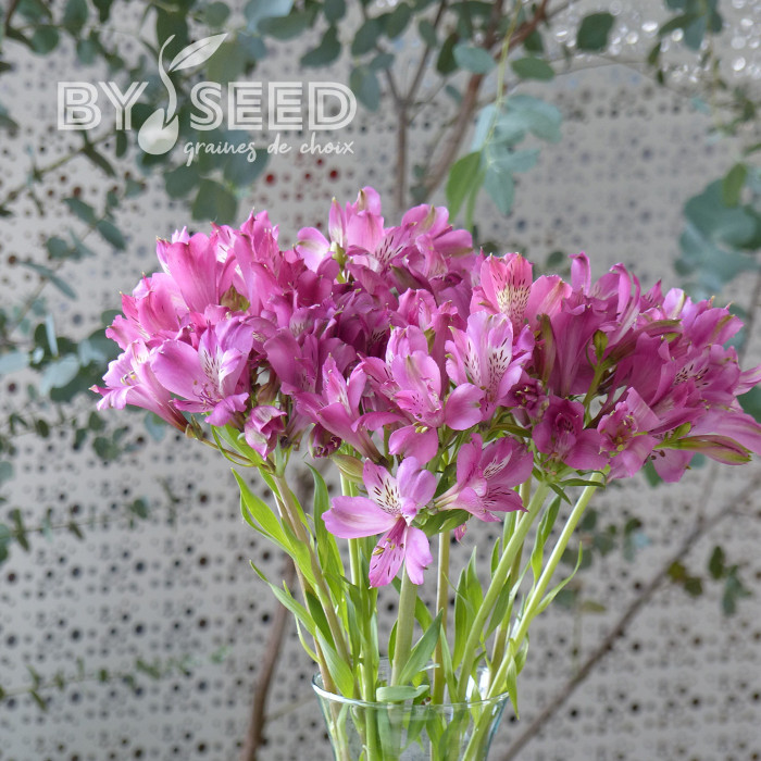 Alstroemère Dévotion