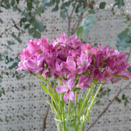 Alstroemère Dévotion