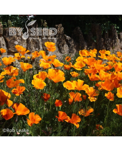 Pavot de Californie Orange King