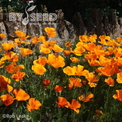 Pavot de Californie Orange King