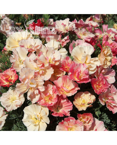 Pavot de Californie Thai Silk Appleblossom Chiffon Imp.