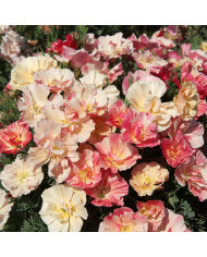 Pavot de Californie Thai Silk Apricot Chiffon