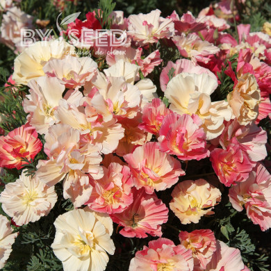 Pavot de Californie Thai Silk Appleblossom Chiffon Imp.