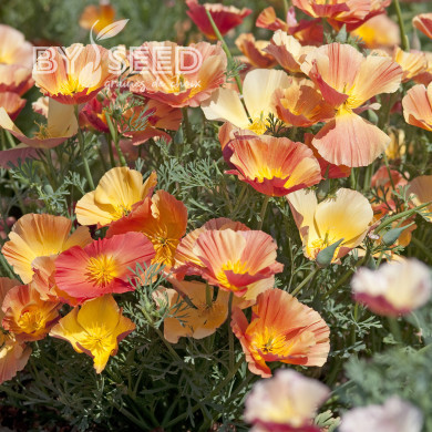 Pavot de Californie Thai Silk Apricot Chiffon