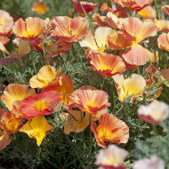 Pavot de Californie Thai Silk Apricot Chiffon