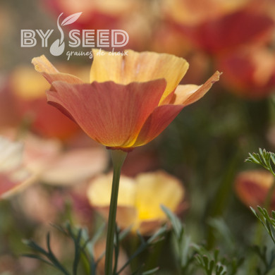 Pavot de Californie Thai Silk Apricot Chiffon