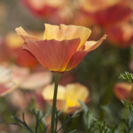 Pavot de Californie Thai Silk Apricot Chiffon