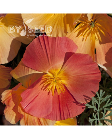 Pavot de Californie Thai Silk Apricot Chiffon