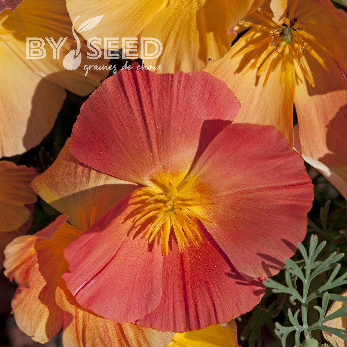 Pavot de Californie Thai Silk Apricot Chiffon